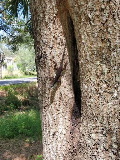 Park «Channel Park Pavillion, Upper Tampa Bay Trail», reviews and photos, 9201 W Waters Ave, Tampa, FL 33615, USA