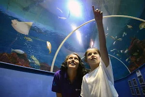 Tynemouth Aquarium image