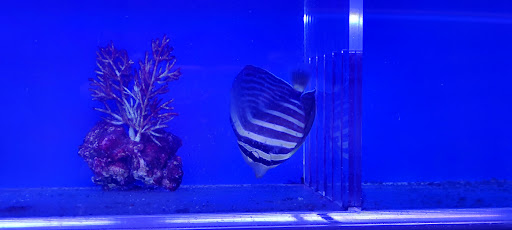 Aquarium Shop «Aquarium Depot», reviews and photos, 11762 SW 88th St, Miami, FL 33186, USA