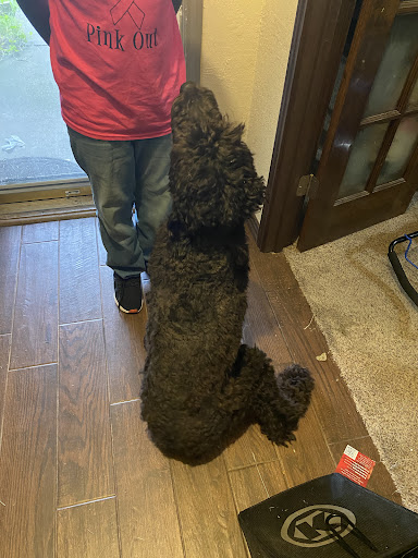 Pet Supply Store «PetSmart», reviews and photos, 3340 FM 544 Ste 800, Wylie, TX 75098, USA