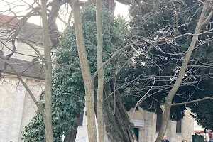 The Oldest Tree in Paris image