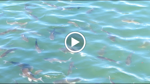 Marina «Fort Pierce City Marina», reviews and photos, 1 Avenue A, Fort Pierce, FL 34950, USA