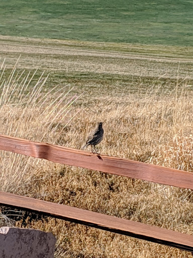 Golf Club «Red Hawk Golf Club», reviews and photos, 7502 Red Hawk Golf Road, Las Cruces, NM 88012, USA