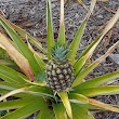 Hallstrom House -Pineapple Plantation