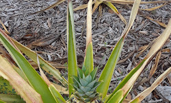 Hallstrom House -Pineapple Plantation