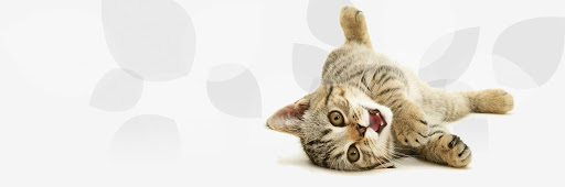 Clínica Cats en Vigo