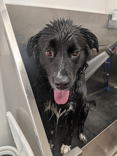 Pet Groomer «U Dirty Dog», reviews and photos, 232 Stevens Entry, Peachtree City, GA 30269, USA