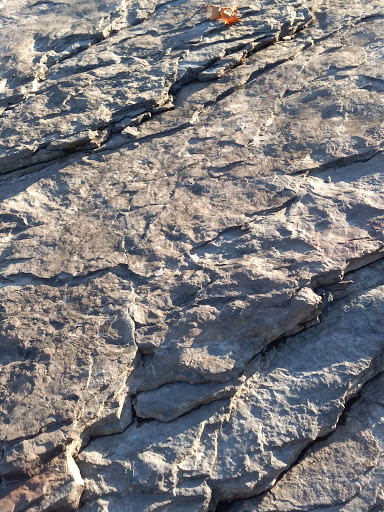 Tourist Attraction «Dinosaur Footprints», reviews and photos, US-5, Holyoke, MA 01040, USA