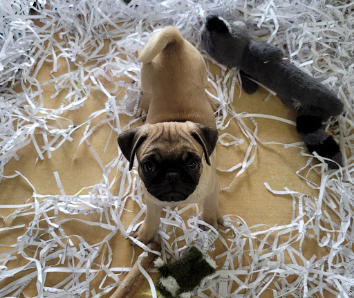 Pet Store «V.I. Pets», reviews and photos, 11975 E Lakewood Blvd, Holland, MI 49424, USA