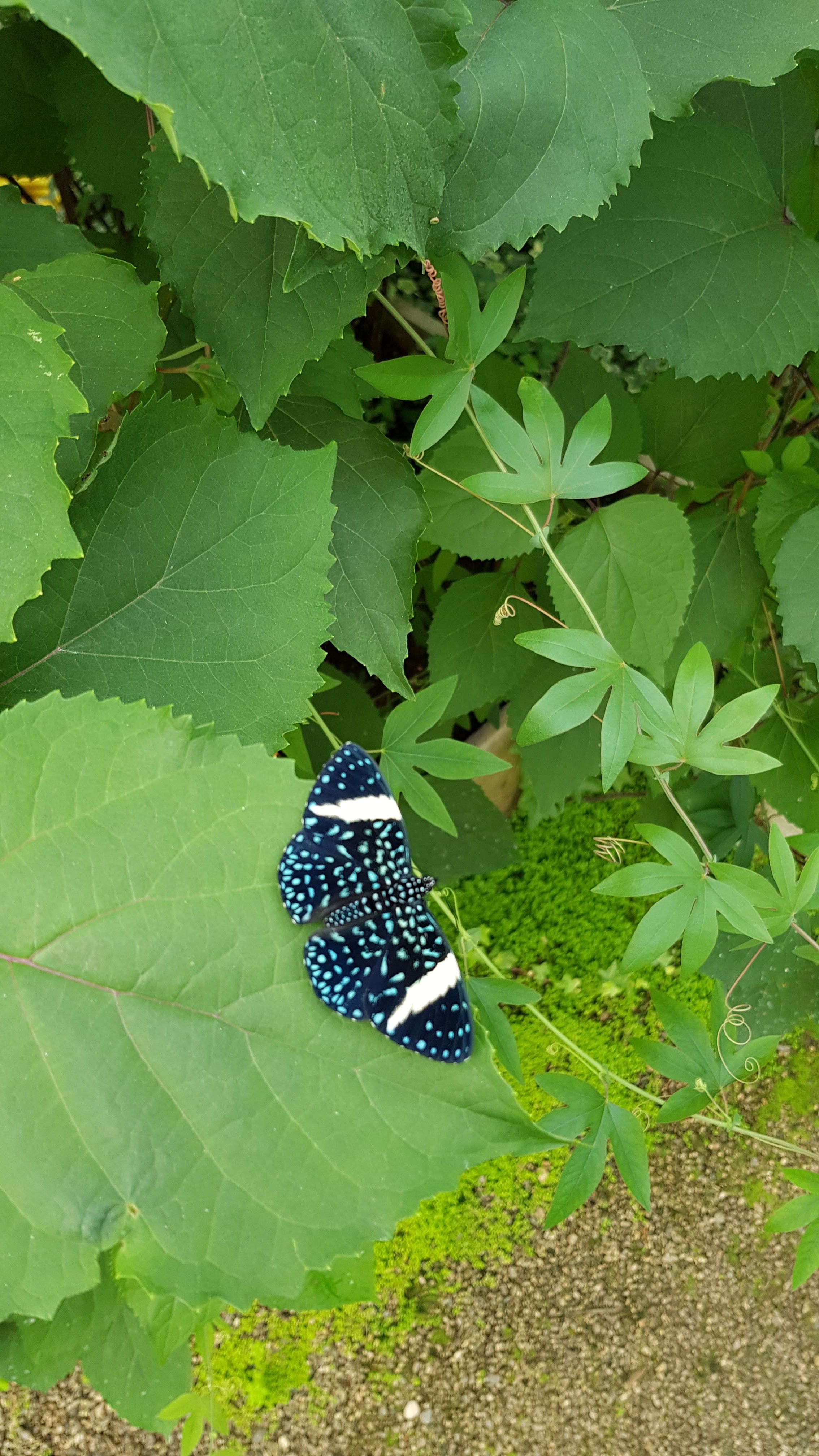Photo n° 5 de l'avis de Raf.a fait le 10/06/2019 à 09:54