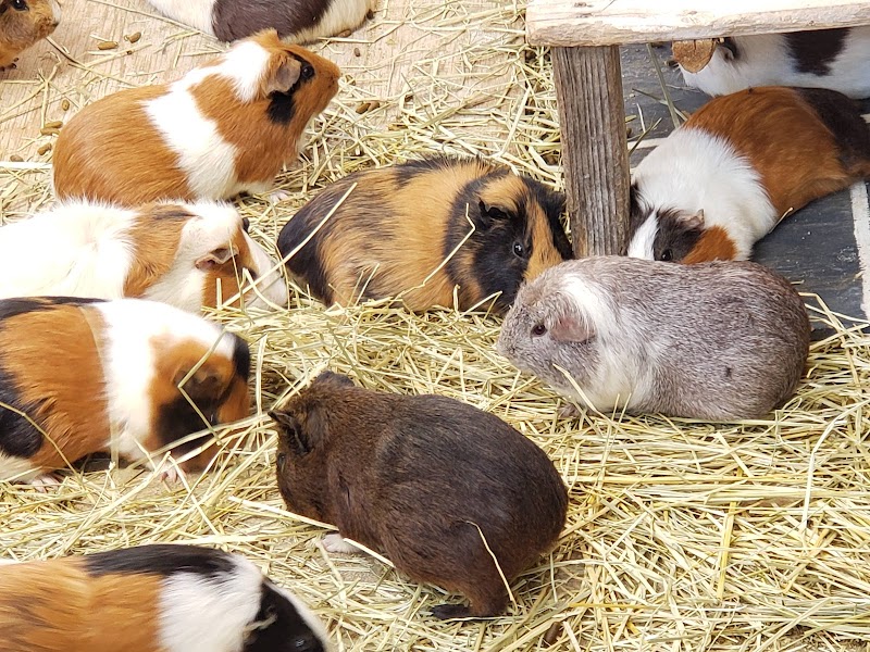 小鳥と小動物の森