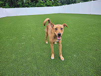 The Brown Dog Canine Care - Photo 1 - Car repair in Round Lake, NY, Albany