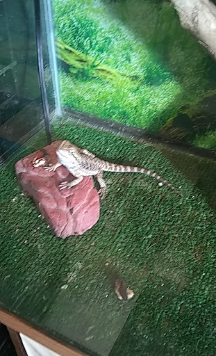 Pet Store «Scottsburg Pet Center», reviews and photos, 22 W McClain Ave, Scottsburg, IN 47170, USA