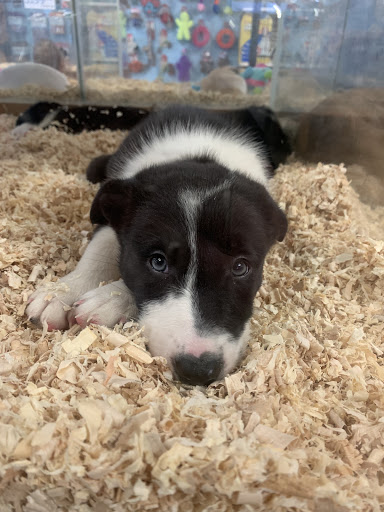 Pet Store «Hendersonville Pet Shop», reviews and photos, 1400 Spartanburg Hwy, Hendersonville, NC 28792, USA