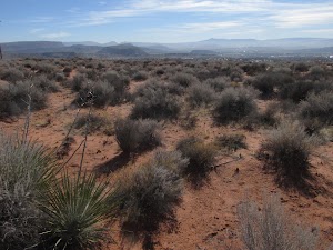 Dinosaur Tracks - photo 48