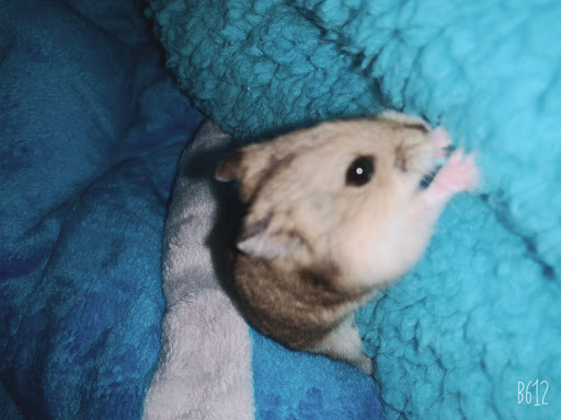 Pet Supply Store «Valley Feed», reviews and photos, 1486 Freedom Blvd, Watsonville, CA 95076, USA