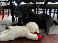 Berry Good Pet Nanny - Photo 8 - Car repair in Midlothian, VA, Richmond