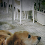 Photo n°4 de l'avis de Giuseppe.a fait le 14/06/2022 à 07:46 sur le  Pizzeria Napoli Da Ciro à Nardò