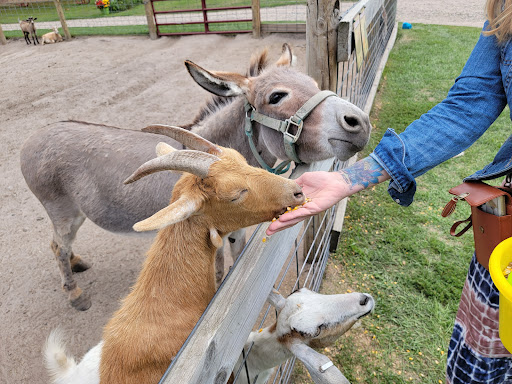 Zoo «Trowbridge Creek Zoo», reviews and photos, 50622 Co Rd 17, Vergas, MN 56587, USA