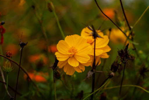 Arena «Madison Square Garden», reviews and photos, 4 Pennsylvania Plaza, New York, NY 10001, USA