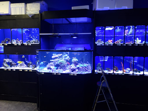 Tropical Fish Store «Exotic Aquatics», reviews and photos, 2929 Custer Rd #317, Plano, TX 75075, USA