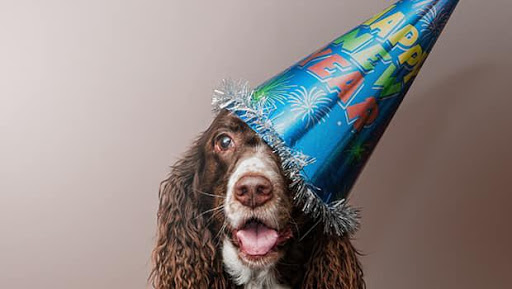 Pet Supply Store «Healthy Pet Products», reviews and photos, 3043 Washington Rd, McMurray, PA 15317, USA