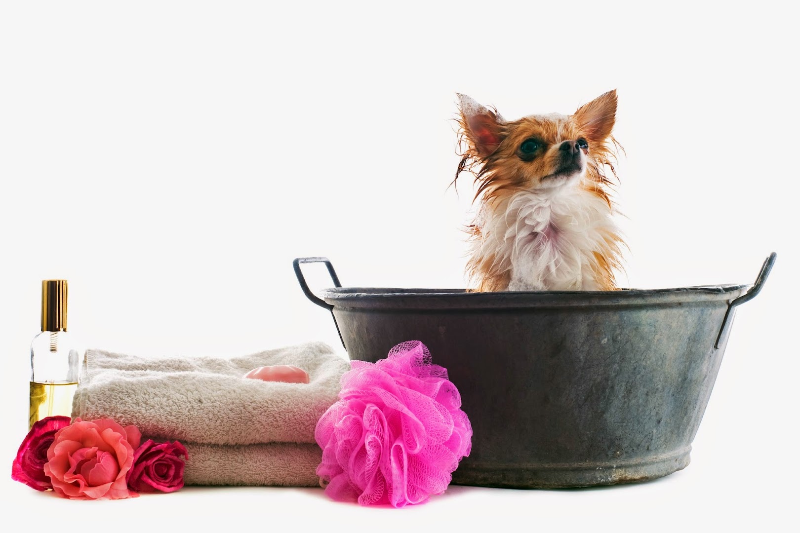 Park & Bark Mobile Grooming Services and Pet Washing