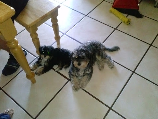 Park «Desert Star Park», reviews and photos, 8550 W Encanto Blvd, Phoenix, AZ 85037, USA