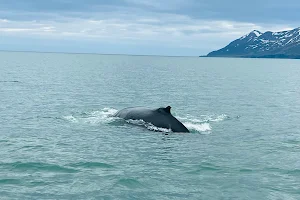 Keli Sea Tours - Whale Watching Akureyri image