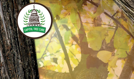 Capitol Tree Care