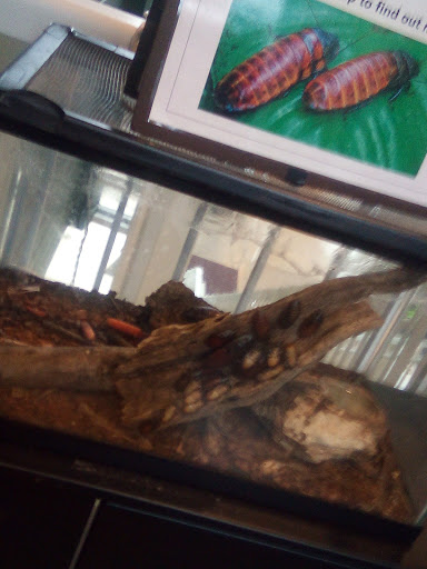 Science Academy «The Living Arts & Science Center», reviews and photos, 362 N Martin Luther King Blvd, Lexington, KY 40508, USA