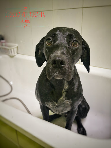 Clínica Veterinaria Ocaña en Ocaña
