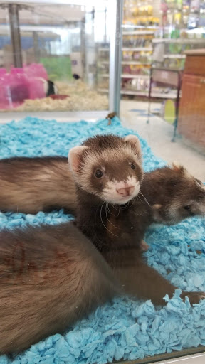 Pet Supply Store «PetKraze», reviews and photos, 100 Independent Way, Brewster, NY 10509, USA