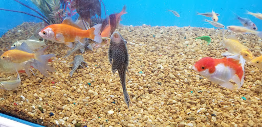 Pet Supply Store «Pet Supermarket», reviews and photos, 534 S Hunt Club Blvd, Apopka, FL 32703, USA