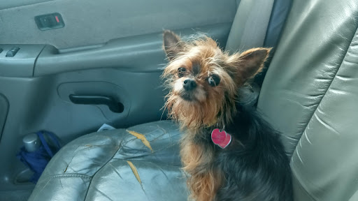 Pet Supply Store «Pet Supplies Plus», reviews and photos, 1616 Precinct Line Rd, Hurst, TX 76054, USA