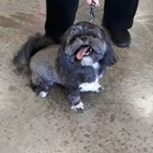 Pet Supply Store «All Pet & Equine Supply», reviews and photos, 1120 Porter Wagoner Blvd, West Plains, MO 65775, USA