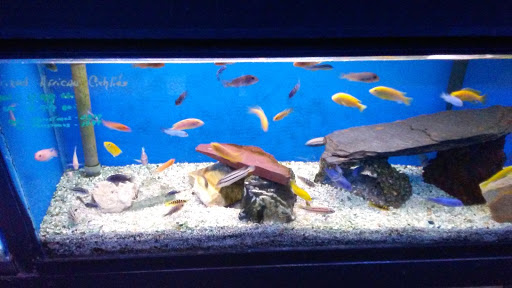 Aquarium «Crystal Reef Aquariums», reviews and photos, 311 Pass Rd, Gulfport, MS 39507, USA