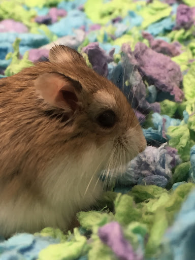 Pet Supply Store «PetSmart», reviews and photos, 5160 US-70, Morehead City, NC 28557, USA