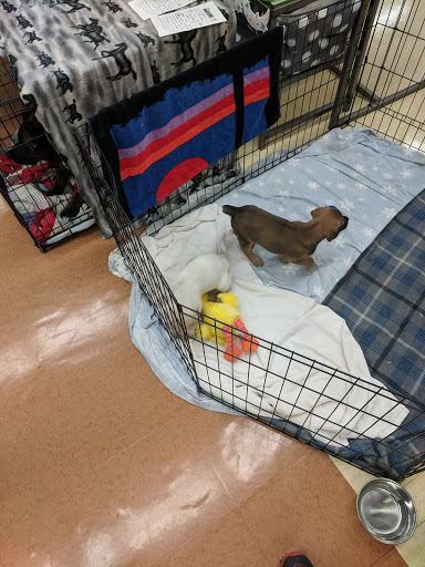 Pet Supply Store «Petco Animal Supplies», reviews and photos, 4908 Kingston Pike, Knoxville, TN 37919, USA