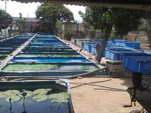 Vivero San Martín de Porres