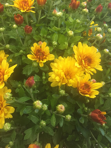 Florist «Bates Flowers by DZyne», reviews and photos, 813 4th Ave, Grinnell, IA 50112, USA