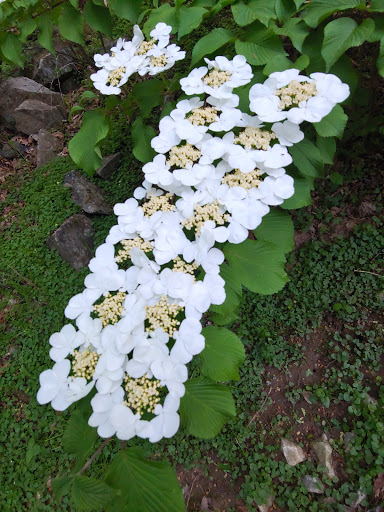 Park «Waterloo Park», reviews and photos, 6951 Old Waterloo Rd, Elkridge, MD 21075, USA