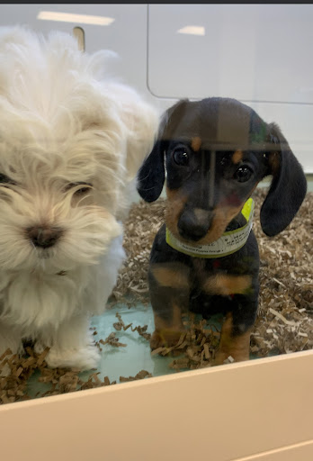 Superstar Puppies For Sale Raleigh