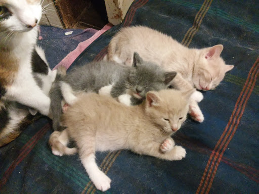 Pet Supply Store «Pet Needs Etc», reviews and photos, 5664 N Telegraph Rd, Dearborn Heights, MI 48127, USA