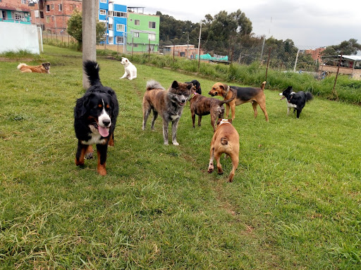 Puppy Land Colombia