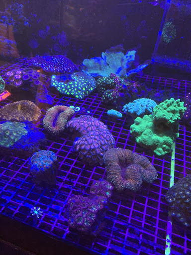 Tropical Fish Store «The Reef Shoppe», reviews and photos, 900 Morris Park Ave, Bronx, NY 10462, USA