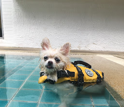 iTube Saline Pool for K9 photo