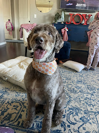 Bark & Bathe Grooming, DayCare and Boarding - Photo 4 - Car repair in Springfield, MO, Springfield