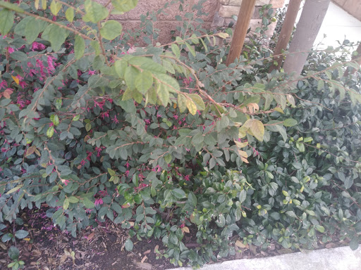 Florist «Secret Garden Florist», reviews and photos, 6076 Lincoln Ave, Cypress, CA 90630, USA