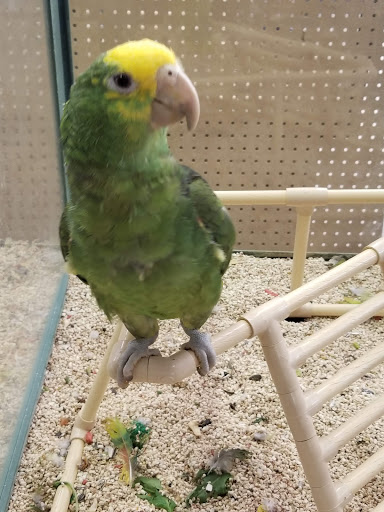 Pet Store «Petland Plano», reviews and photos, 1301 Custer Rd #405, Plano, TX 75075, USA